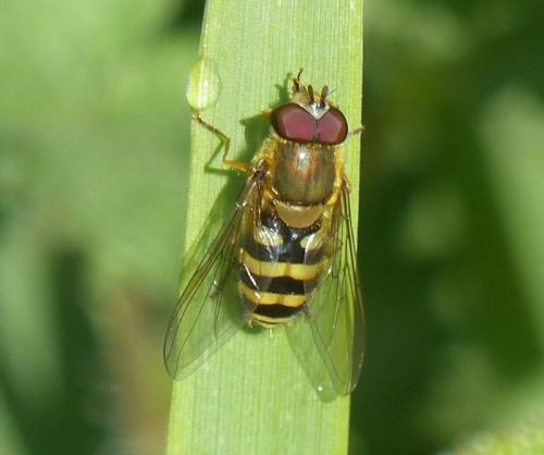 Syrphus sp.